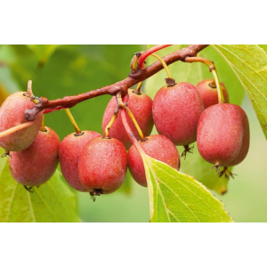 Aktinídia mini kiwi (actinidia arguta) ´KEN´ S RED´ - výška 30-40 cm, kont. C2L (-26°C) - SAMICA
